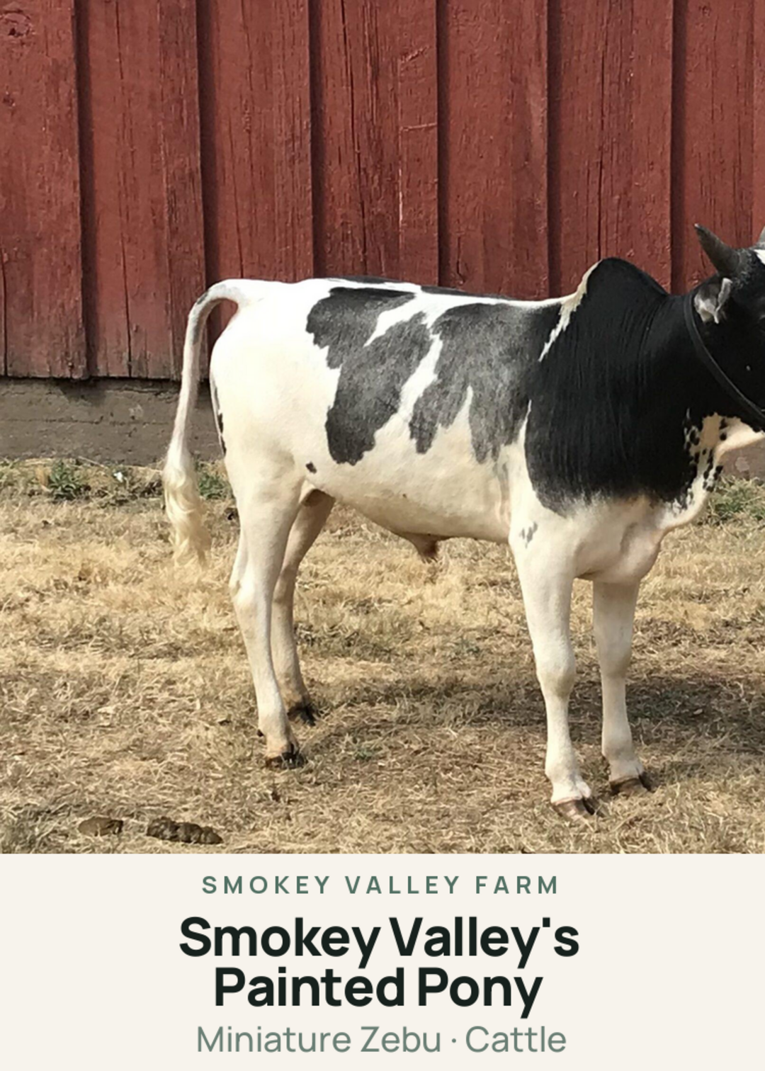 Smokey Valley's Painted Pony Creature Card