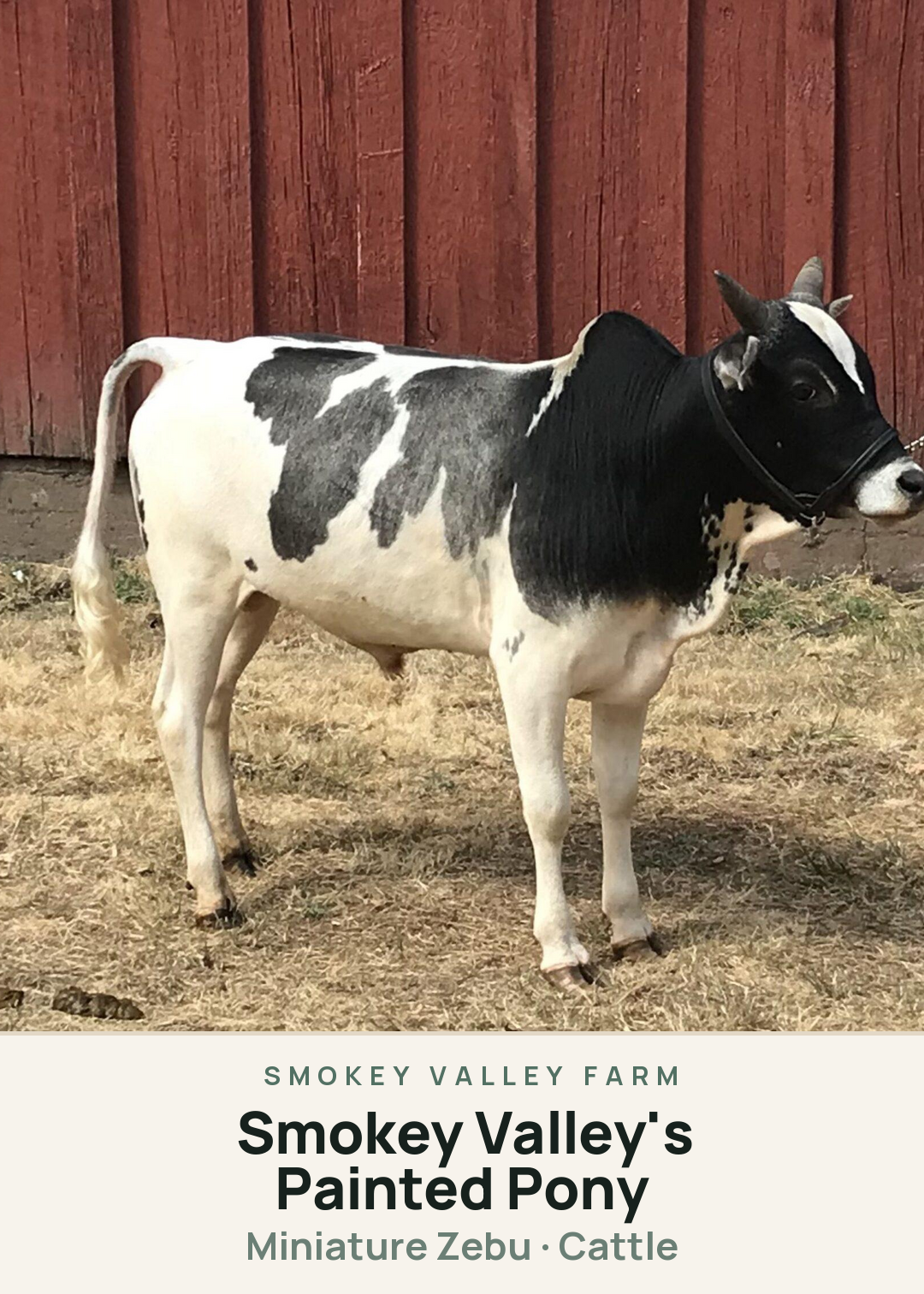 Smokey Valley's Painted Pony Creature Card