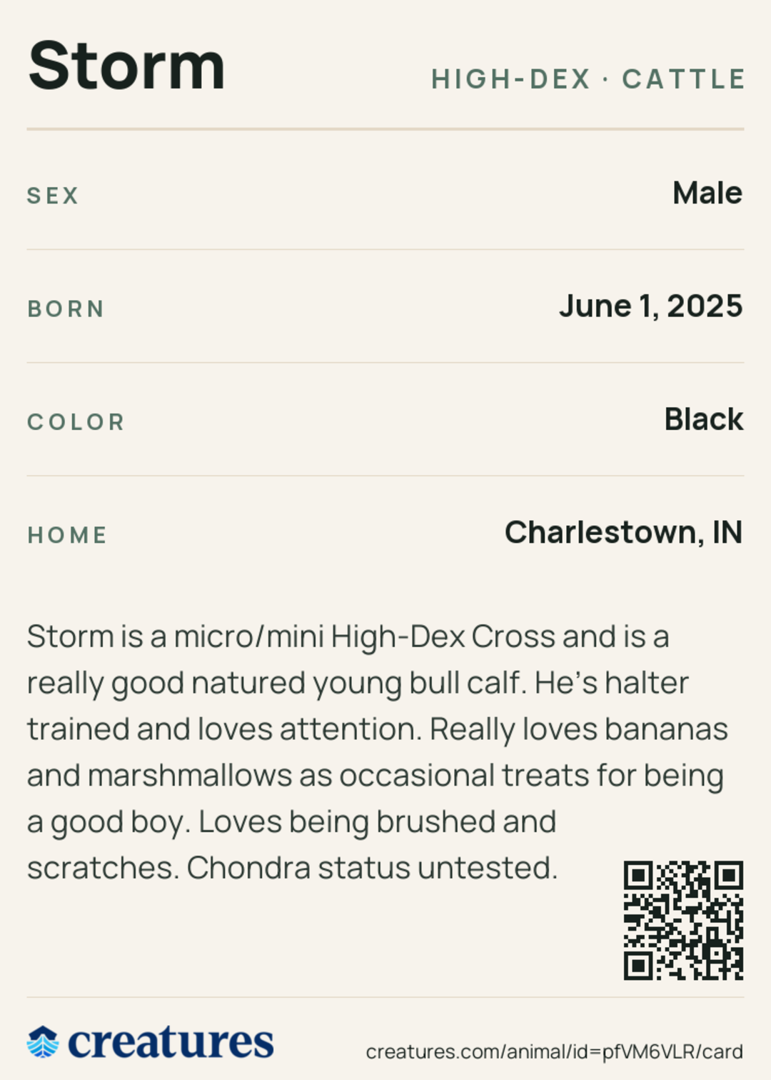 Storm Creature Card back