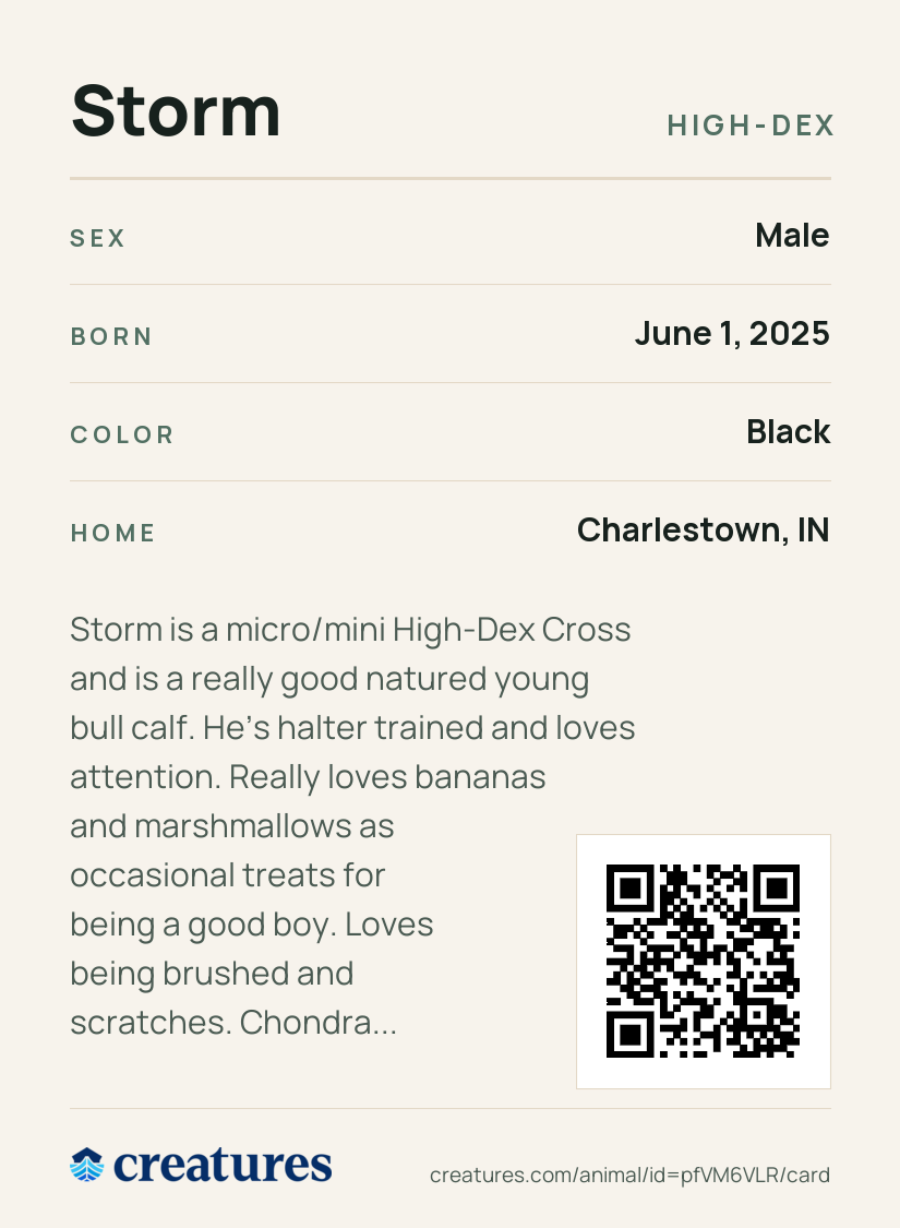 Storm Creature Card back