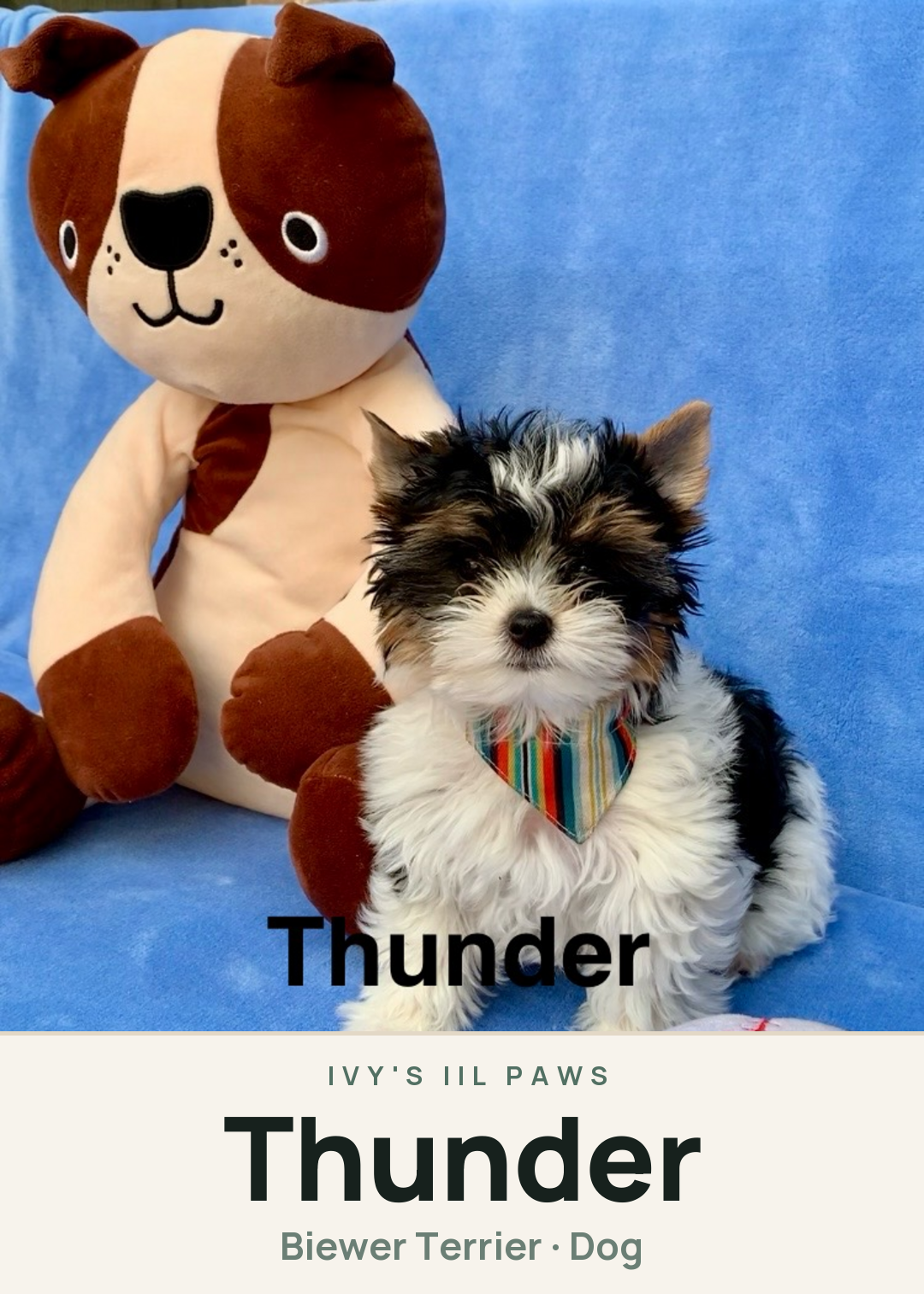 Thunder Creature Card