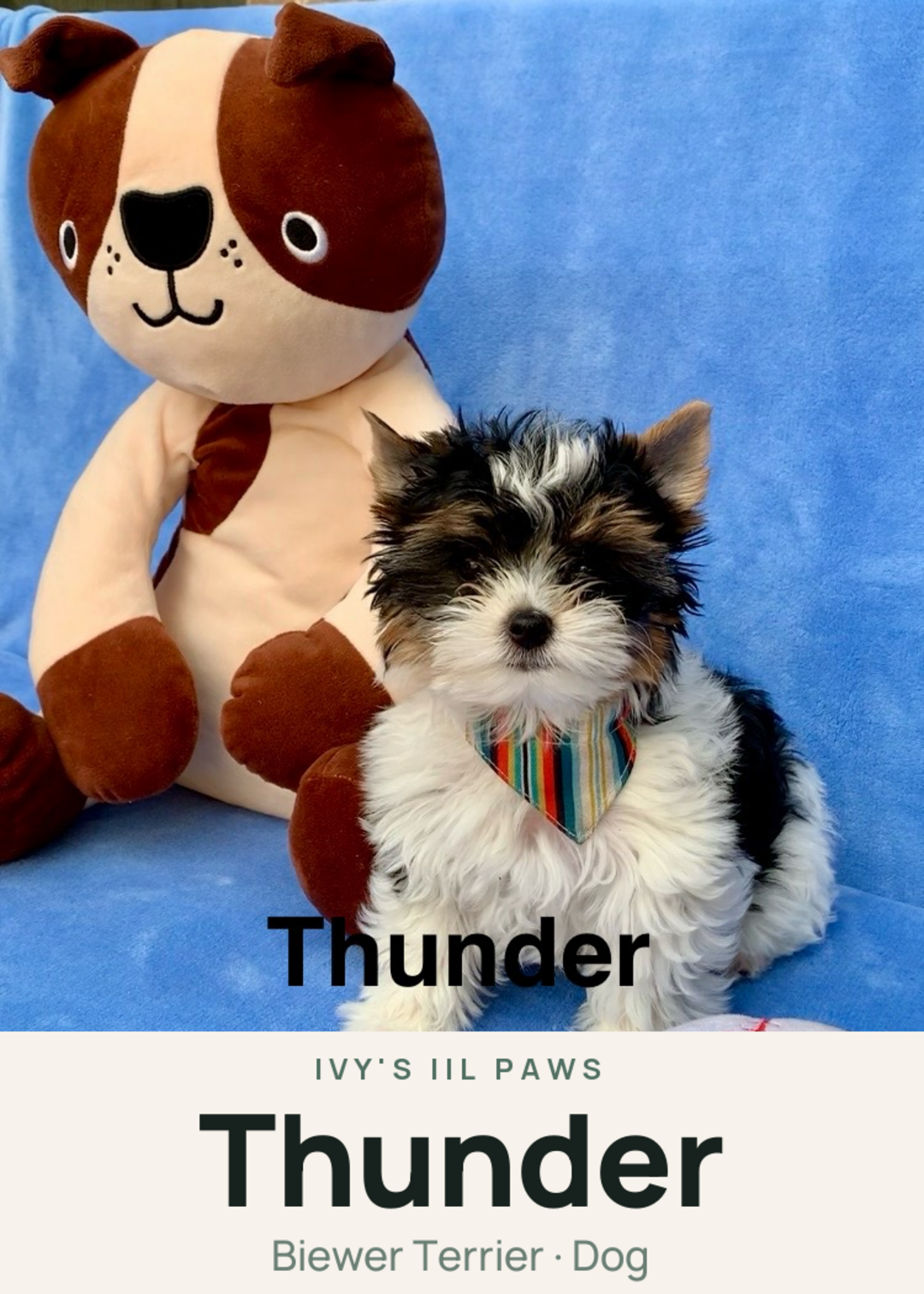 Thunder Creature Card