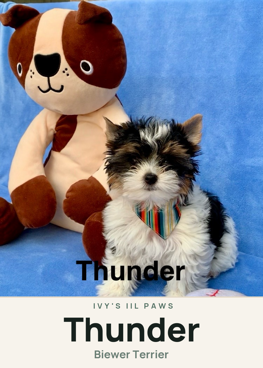 Thunder Creature Card