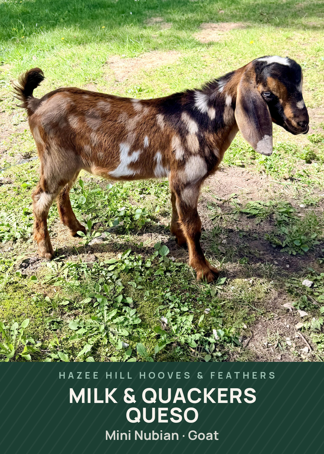 Milk & Quackers Queso Creature Card