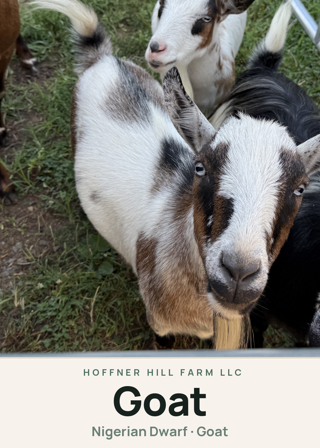 Goat Creature Card
