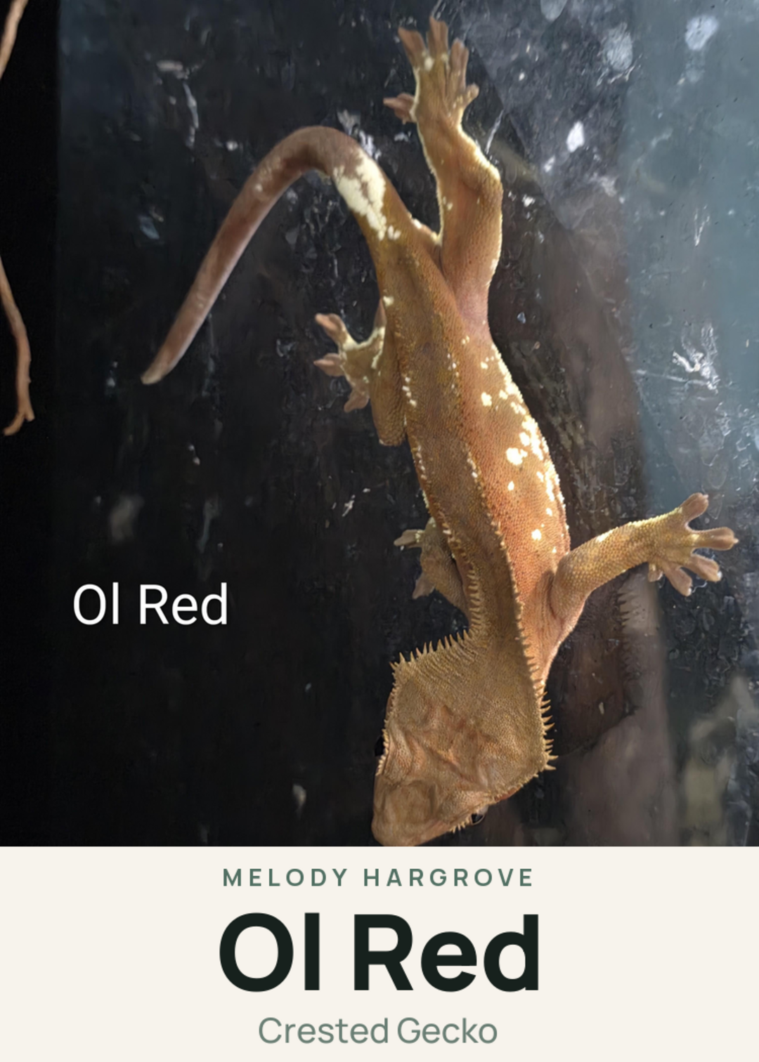 Ol Red Creature Card