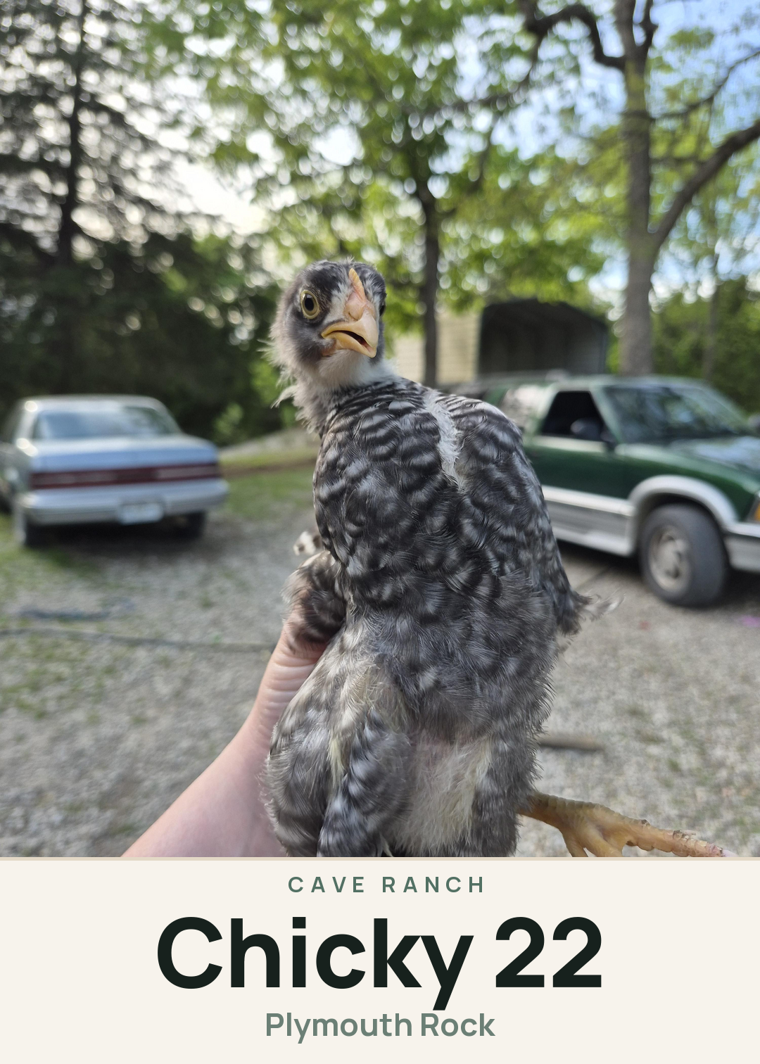 Chicky 22 Creature Card