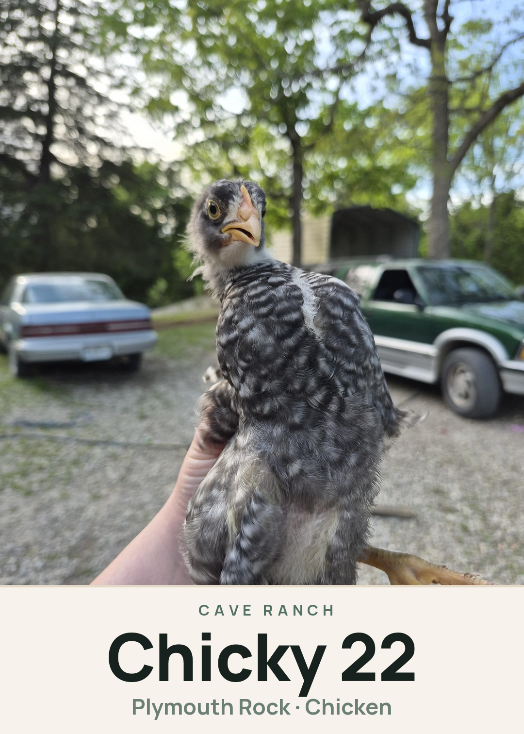 Chicky 22 Creature Card