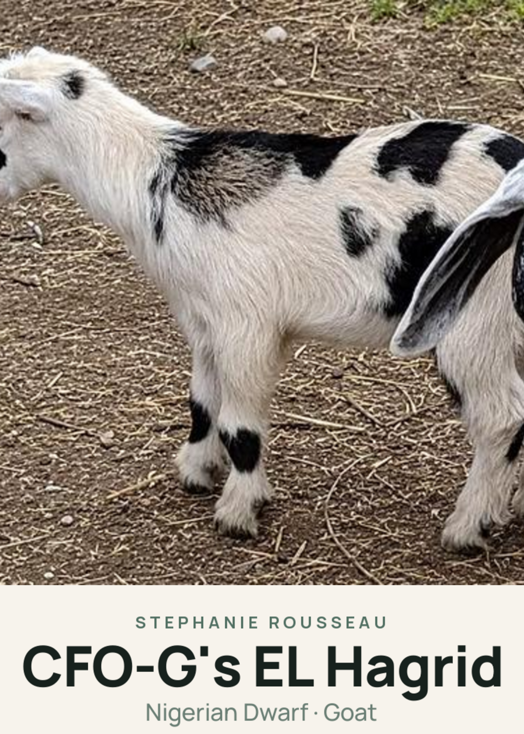 CFO-G's EL Hagrid Creature Card
