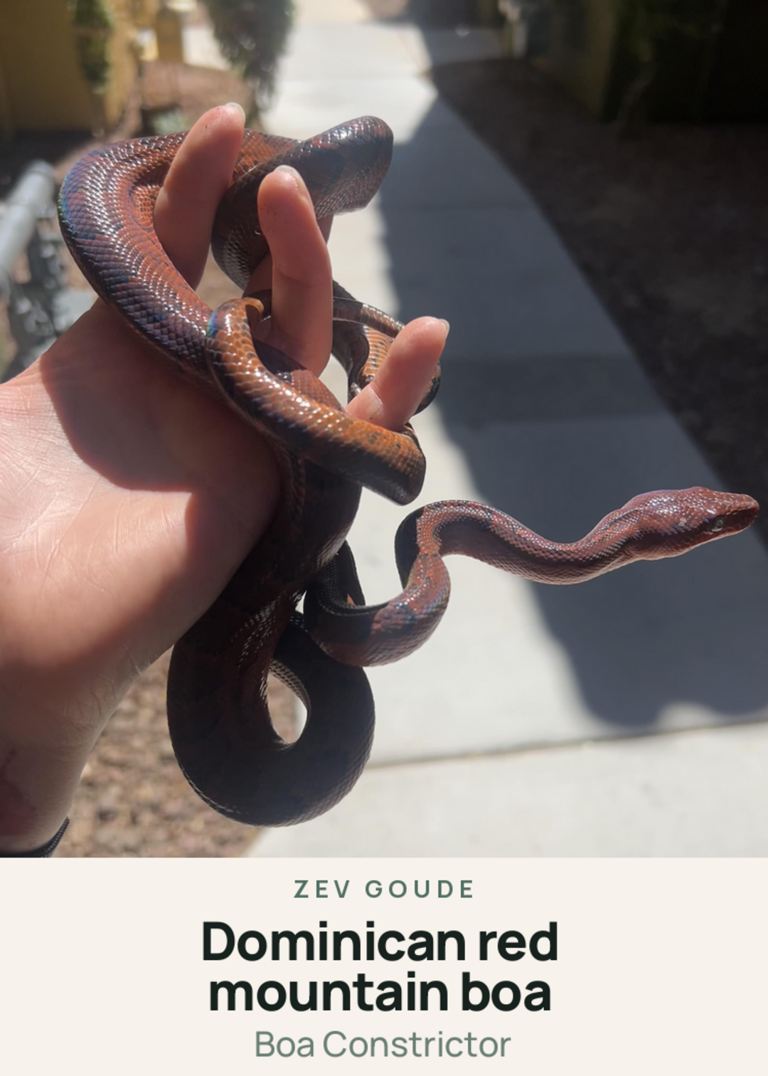 Dominican red mountain boa Creature Card