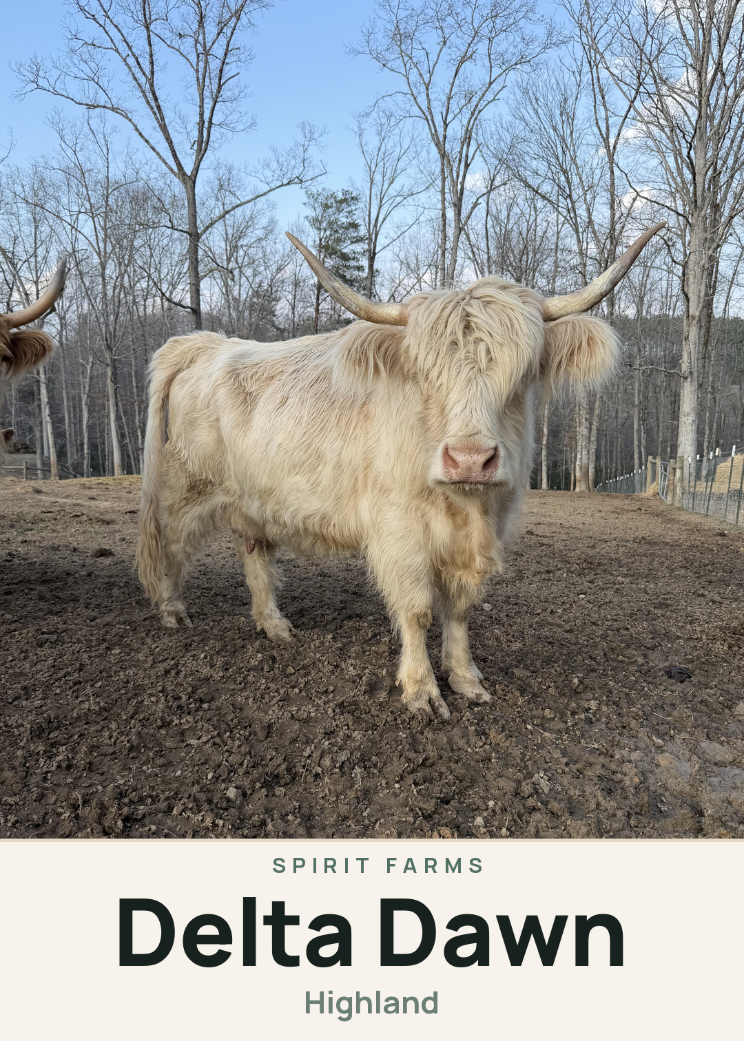 Delta Dawn Creature Card