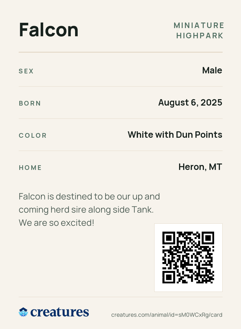 Falcon Creature Card back