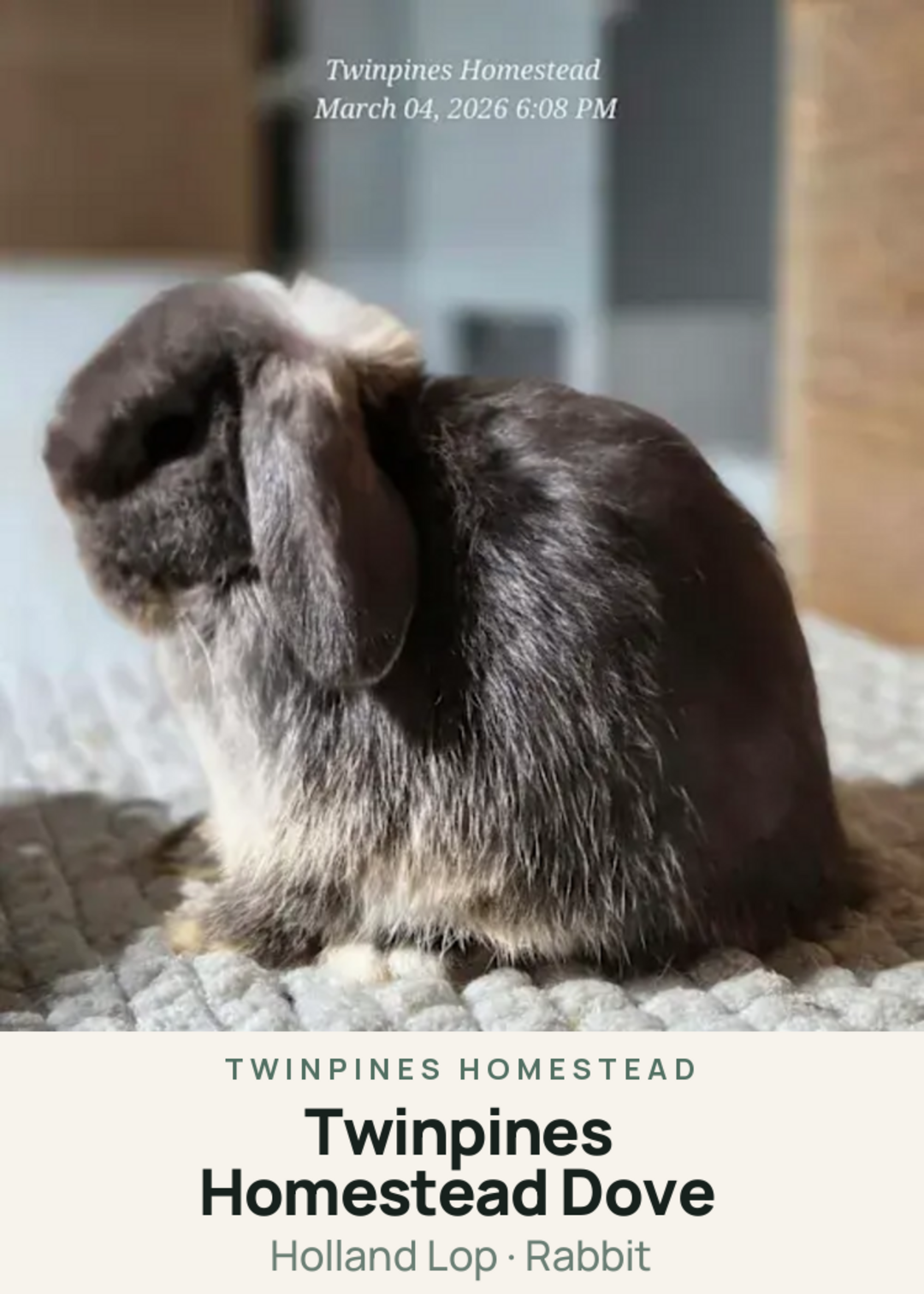 Twinpines Homestead Dove Creature Card
