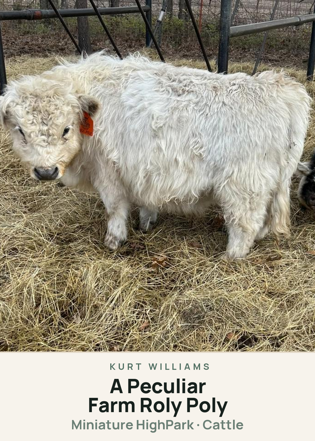 A Peculiar Farm Roly Poly Creature Card