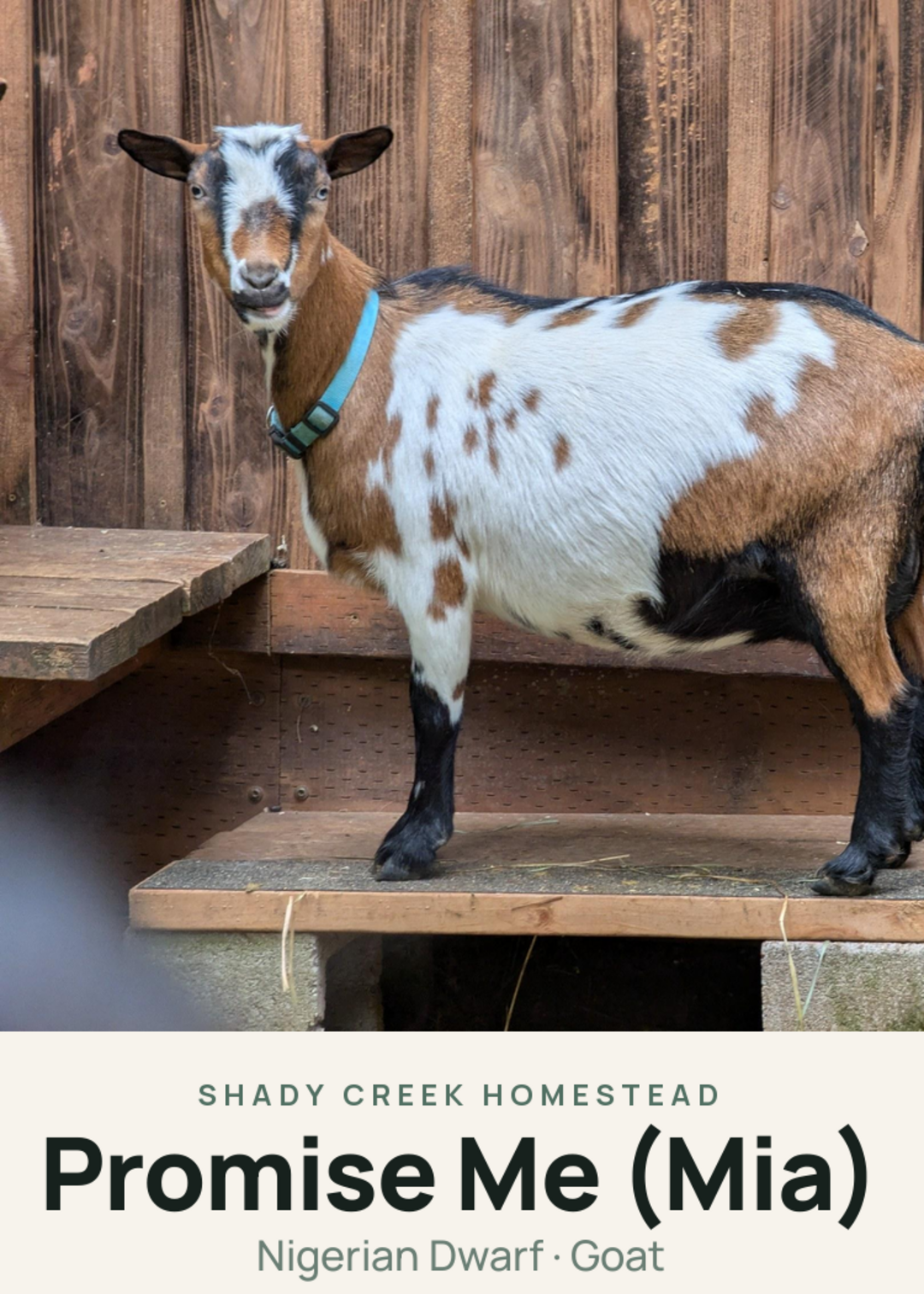 Promise Me (Mia) Creature Card