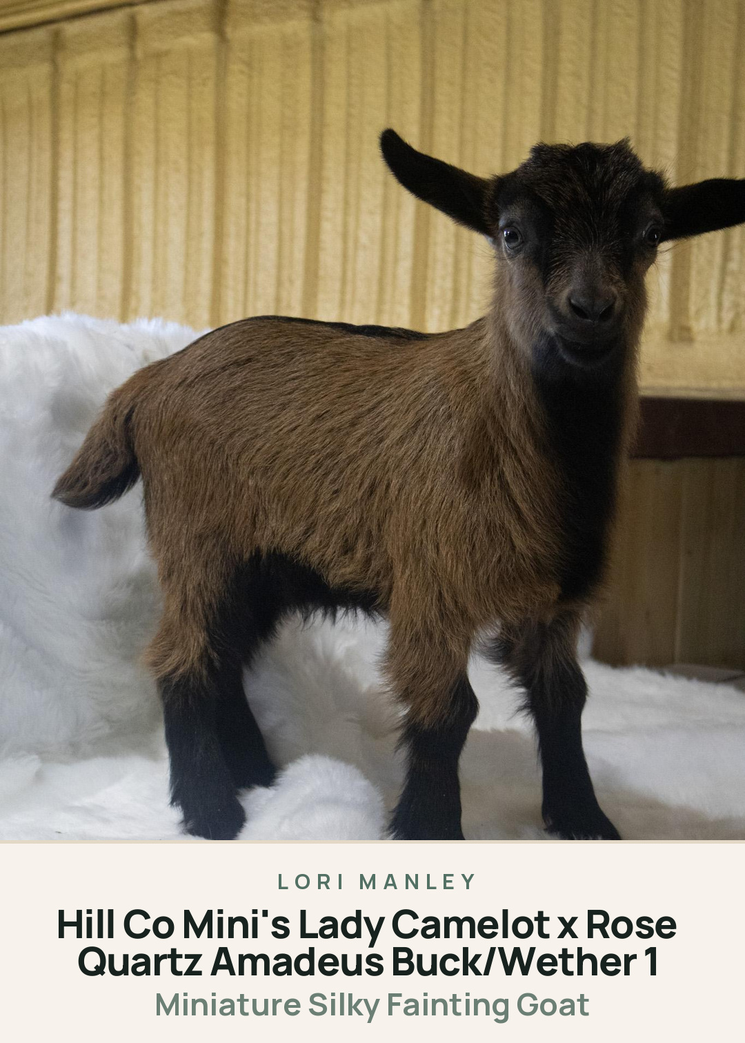 Hill Co Mini's Lady Camelot x Rose Quartz Amadeus Buck/Wether 1 Creature Card