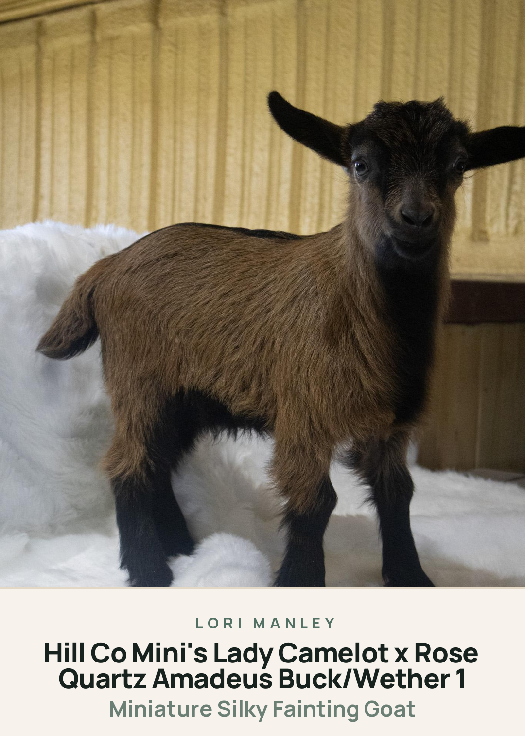Hill Co Mini's Lady Camelot x Rose Quartz Amadeus Buck/Wether 1 Creature Card