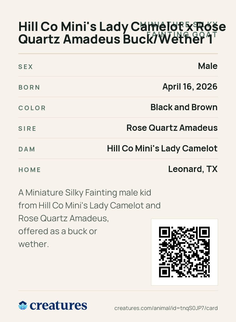 Hill Co Mini's Lady Camelot x Rose Quartz Amadeus Buck/Wether 1 Creature Card back