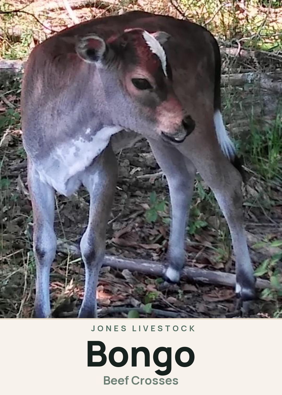Bongo Creature Card