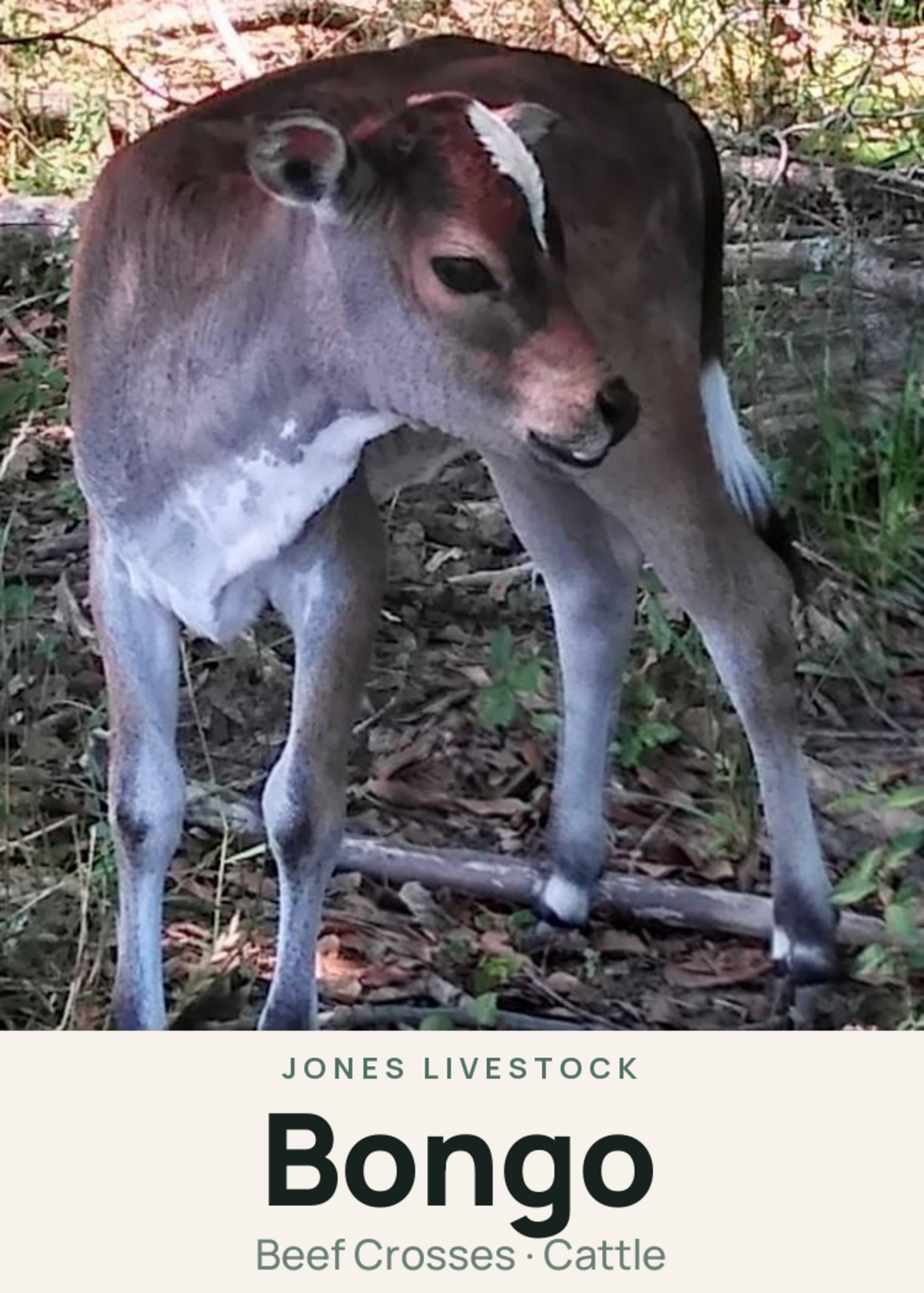 Bongo Creature Card