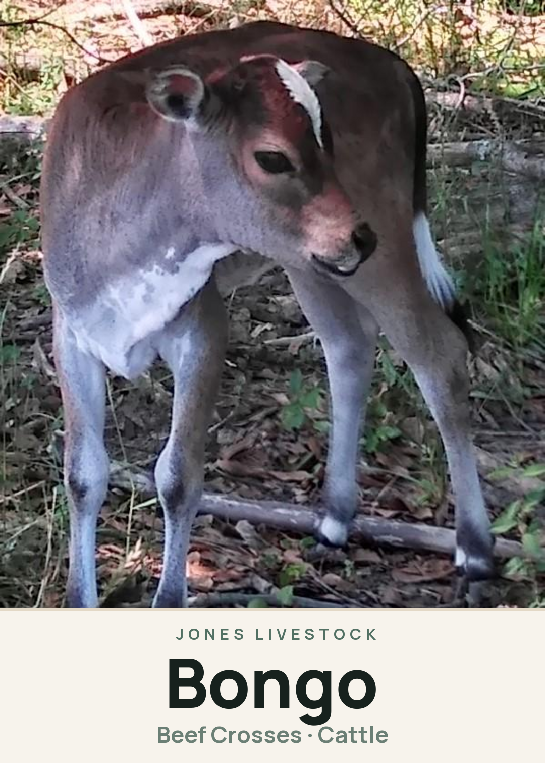 Bongo Creature Card