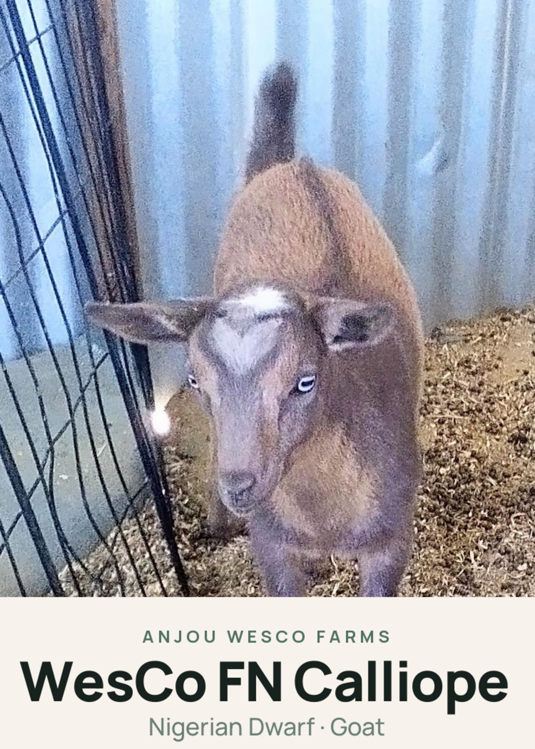 WesCo FN Calliope Creature Card