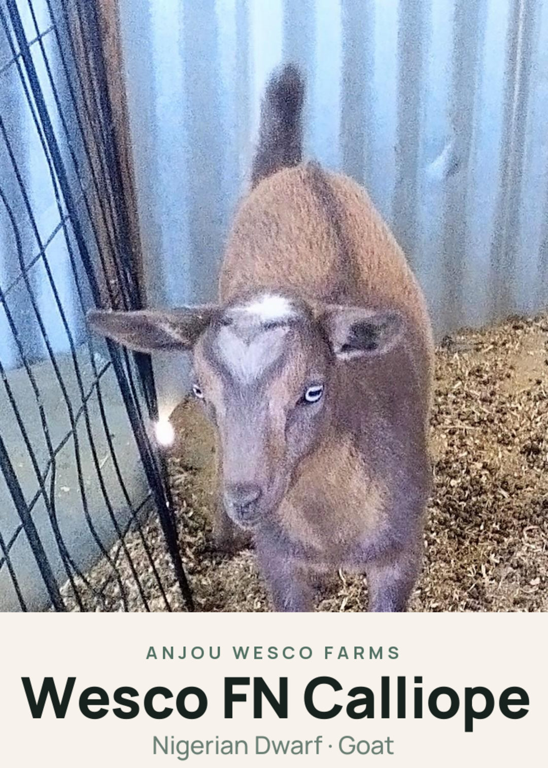 Wesco FN Calliope Creature Card