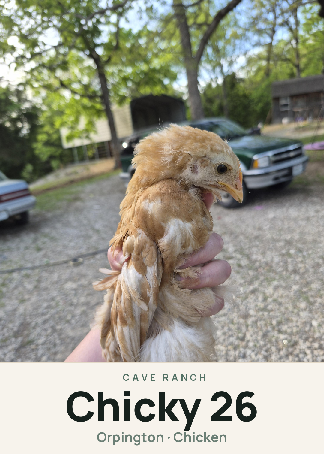 Chicky 26 Creature Card