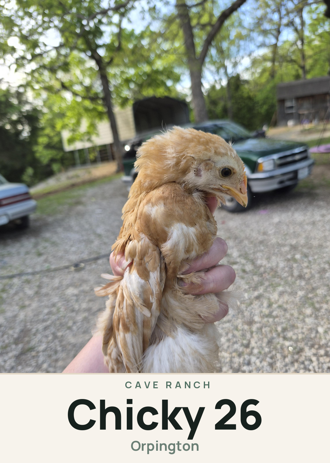 Chicky 26 Creature Card