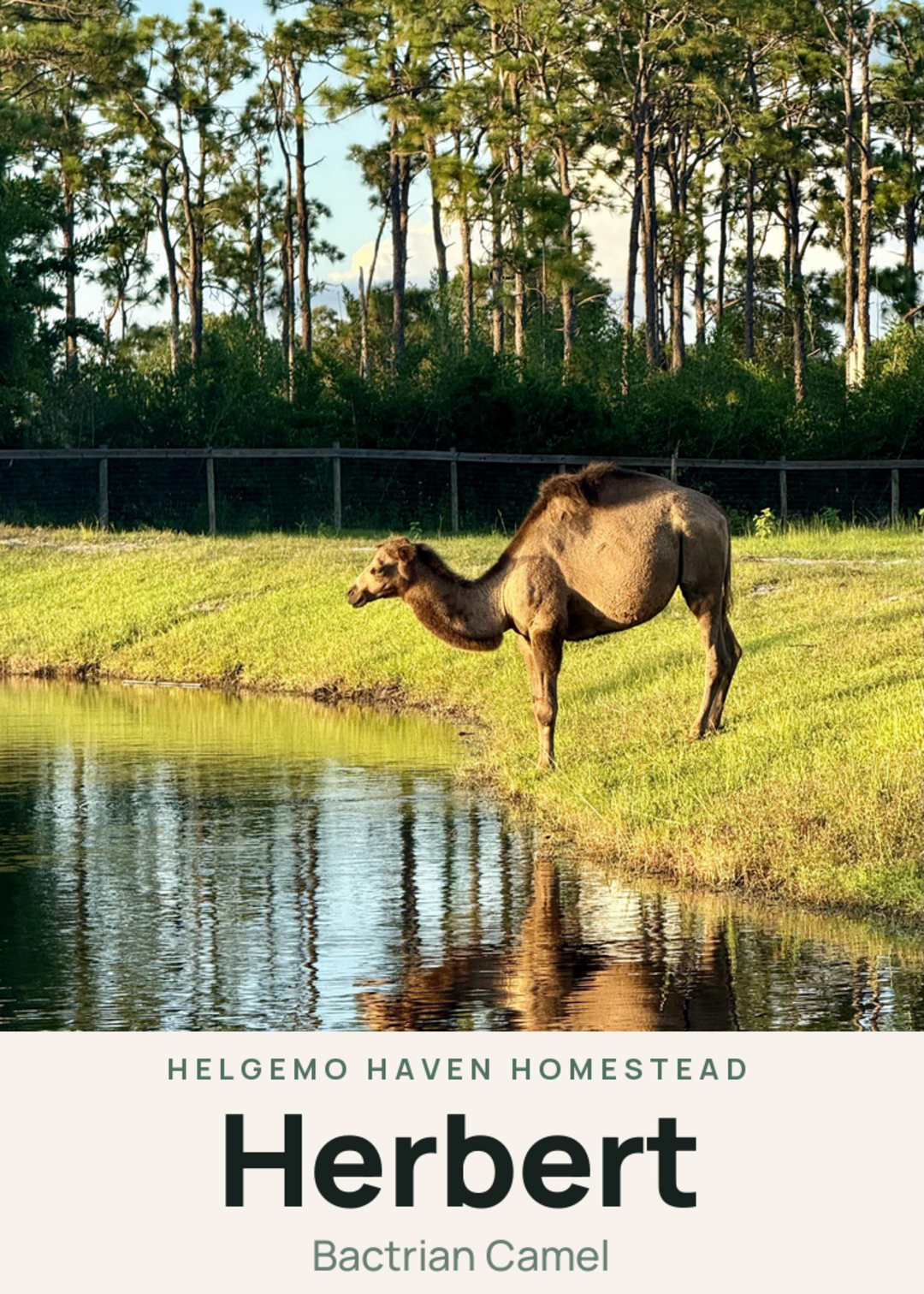 Herbert Creature Card