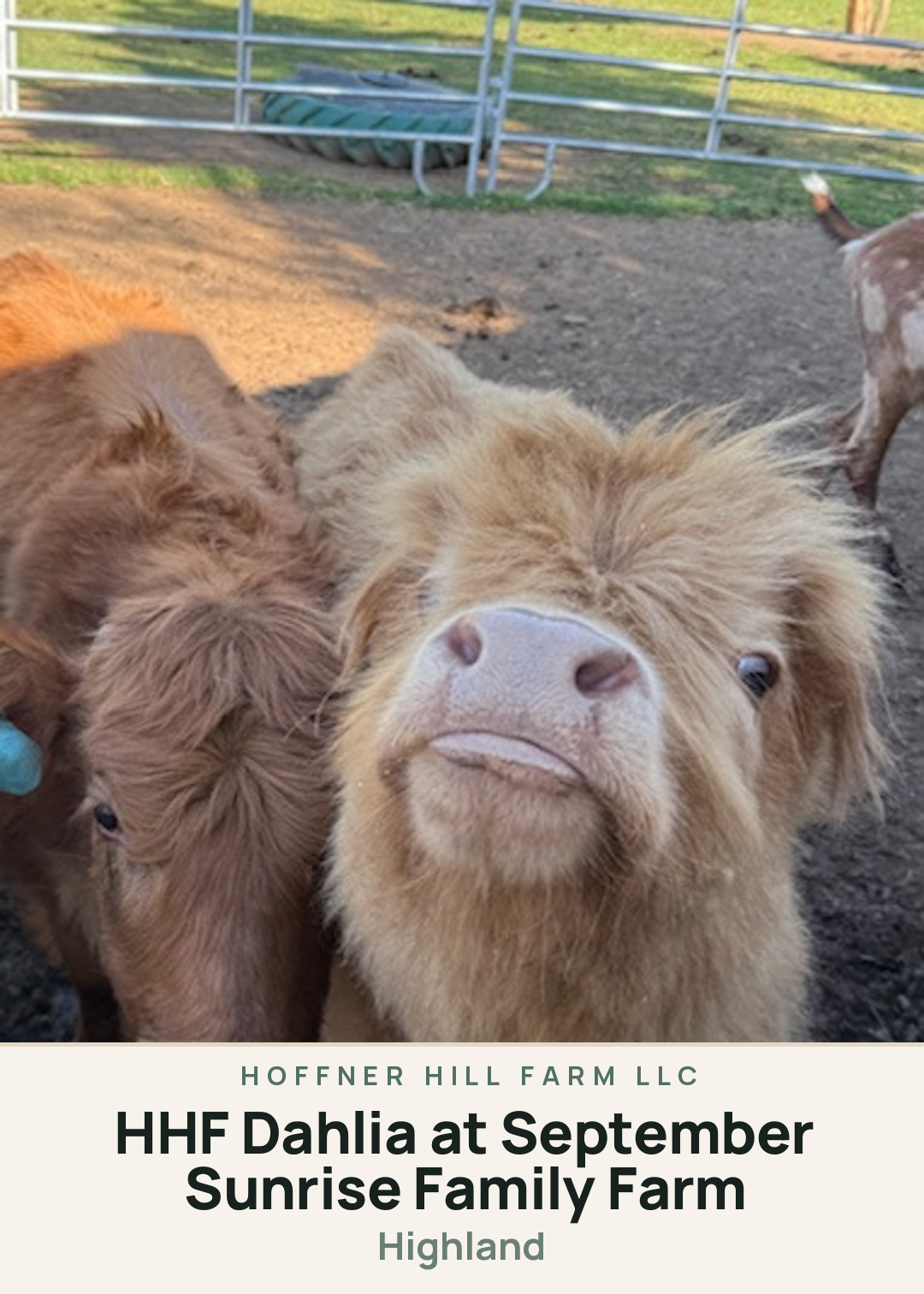 HHF Dahlia at September Sunrise Family Farm Creature Card