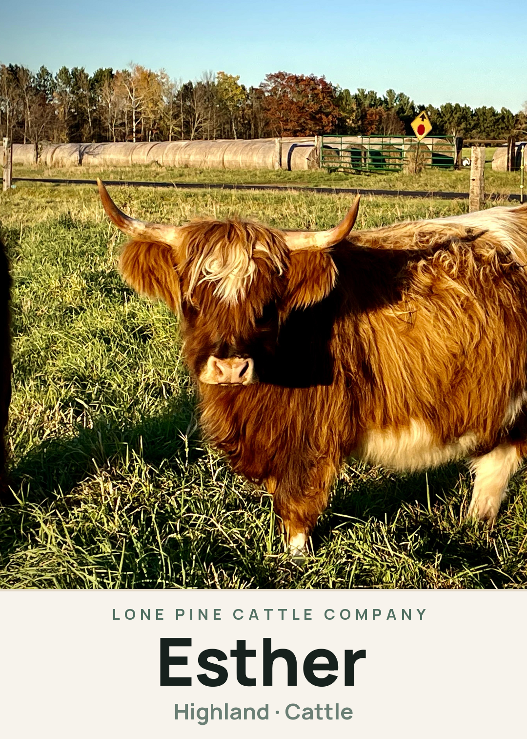Esther Creature Card