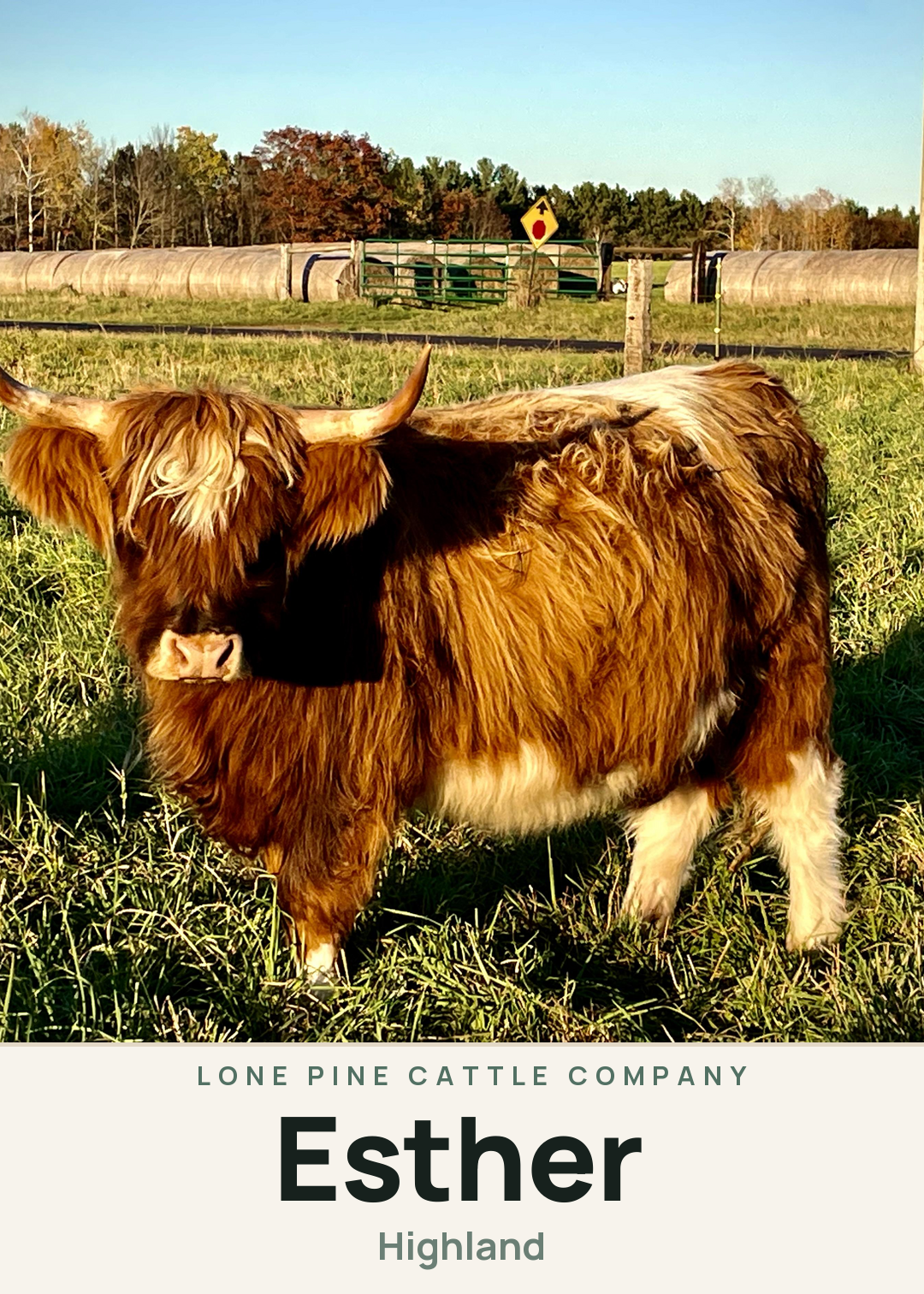 Esther Creature Card