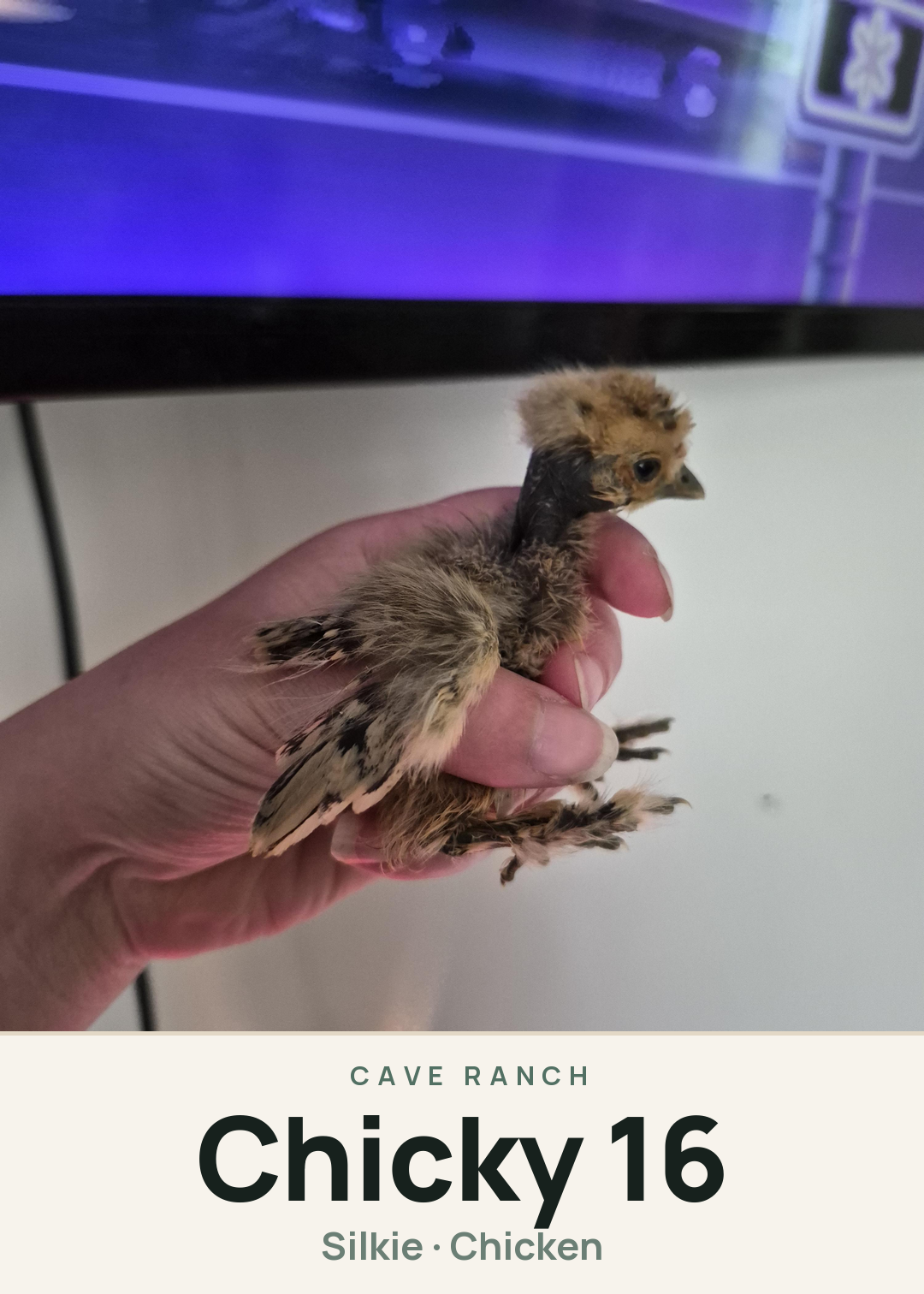 Chicky 16 Creature Card