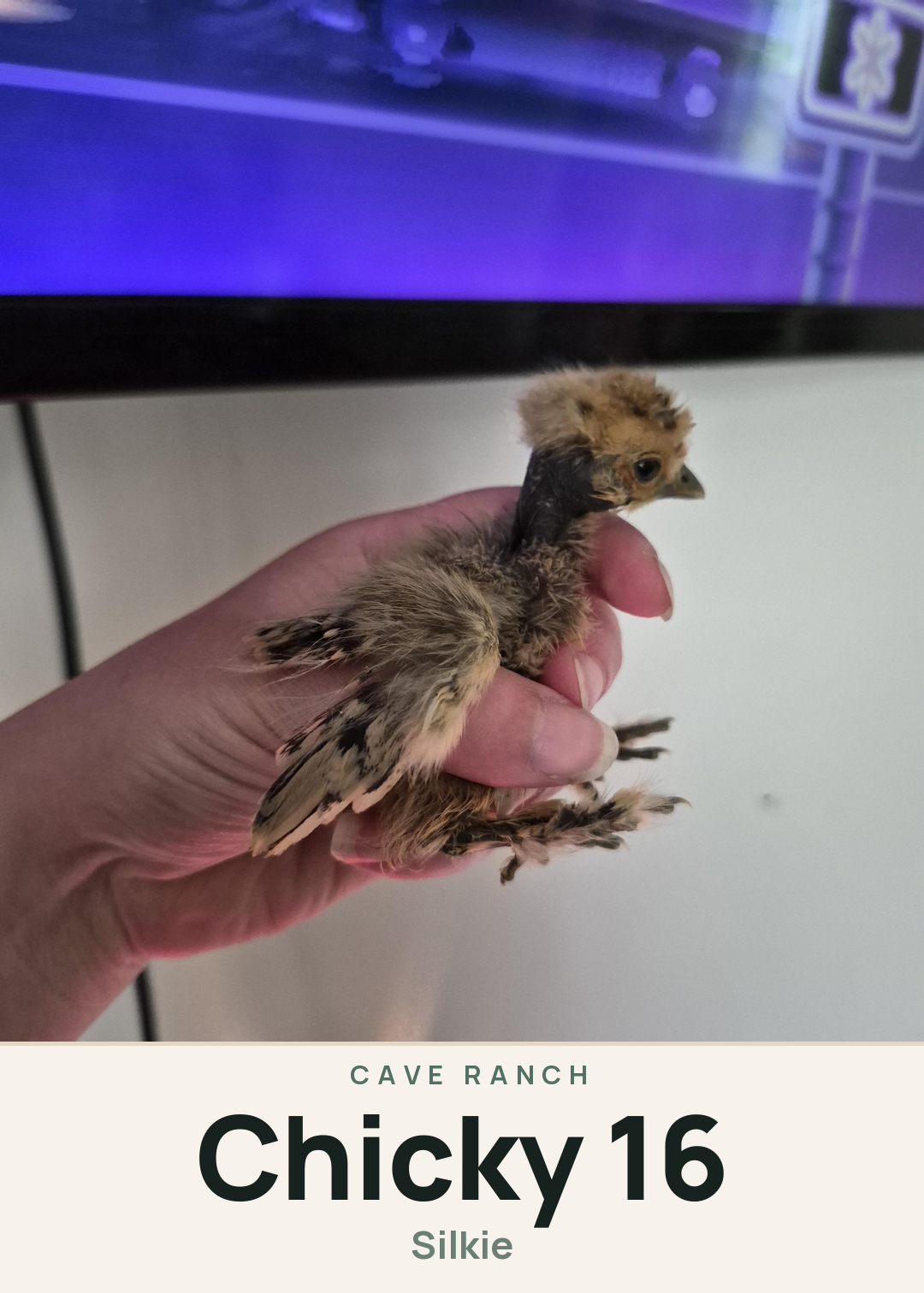 Chicky 16 Creature Card