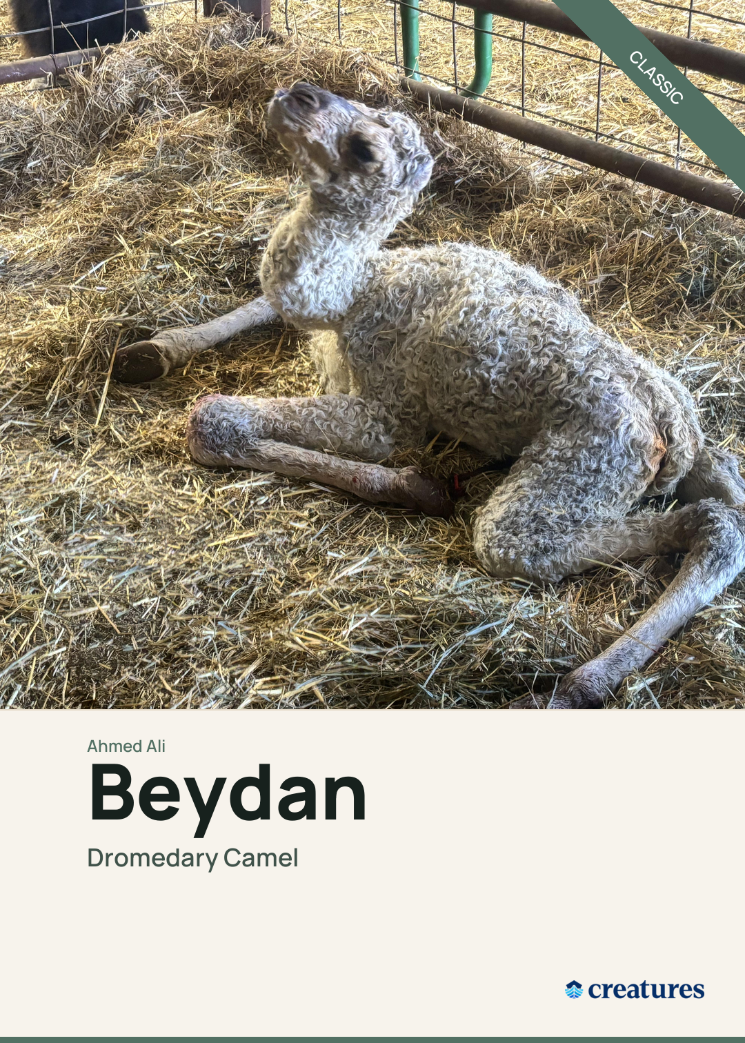 Beydan Creature Card