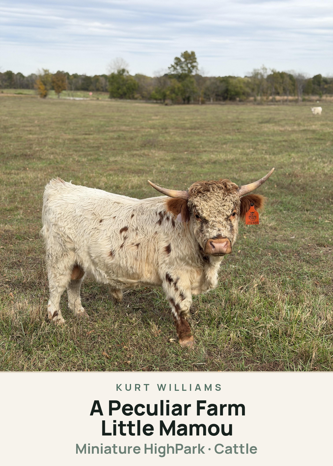 A Peculiar Farm Little Mamou Creature Card
