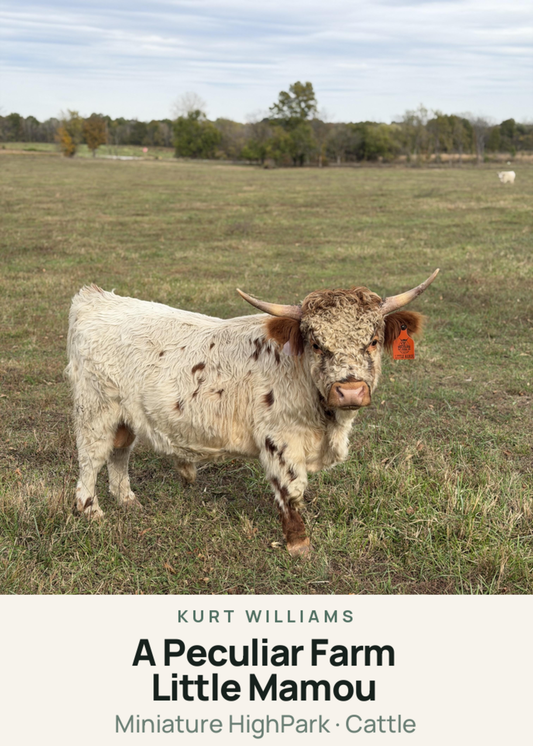A Peculiar Farm Little Mamou Creature Card