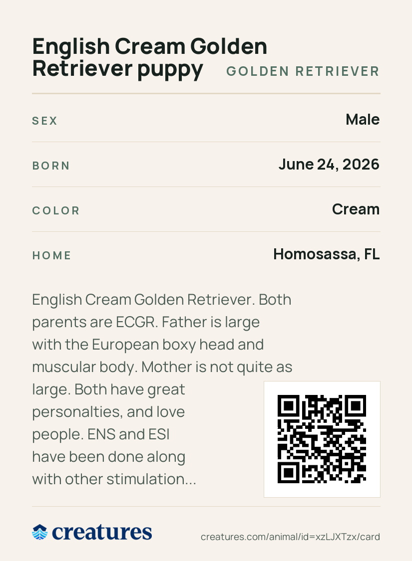 English Cream Golden Retriever puppy Creature Card back