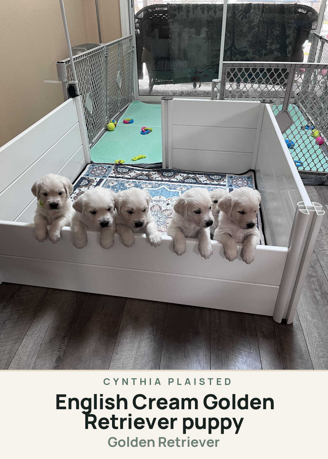 English Cream Golden Retriever puppy Creature Card