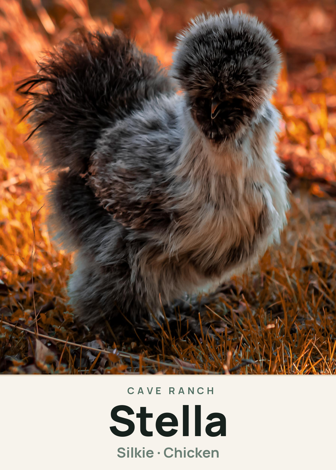 Stella Creature Card