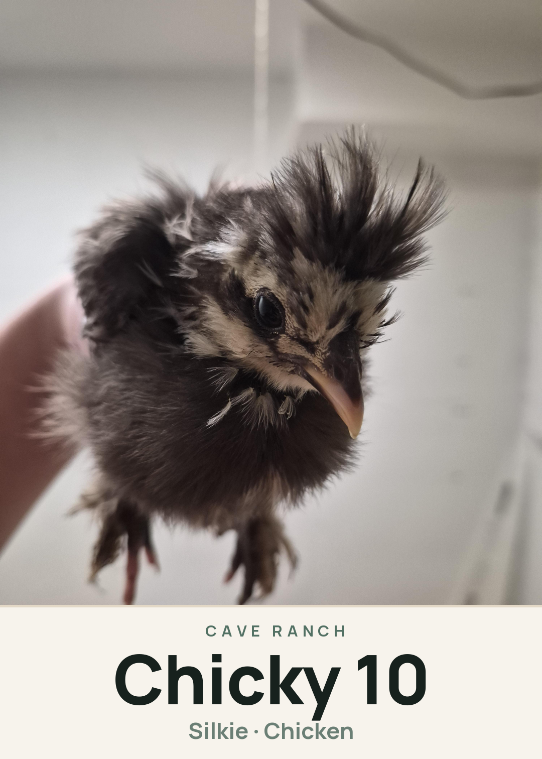 Chicky 10 Creature Card