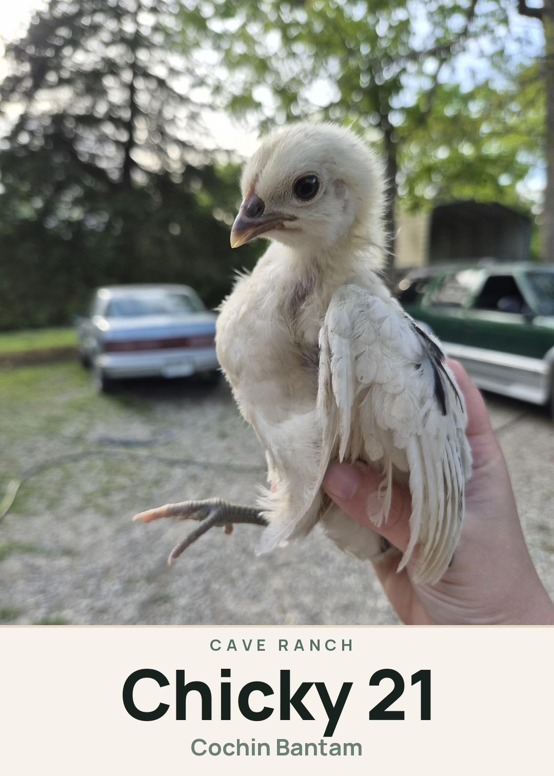 Chicky 21 Creature Card