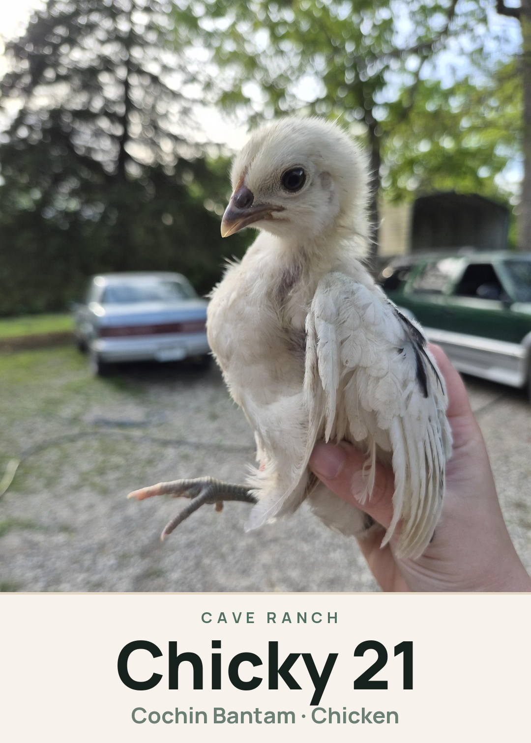 Chicky 21 Creature Card