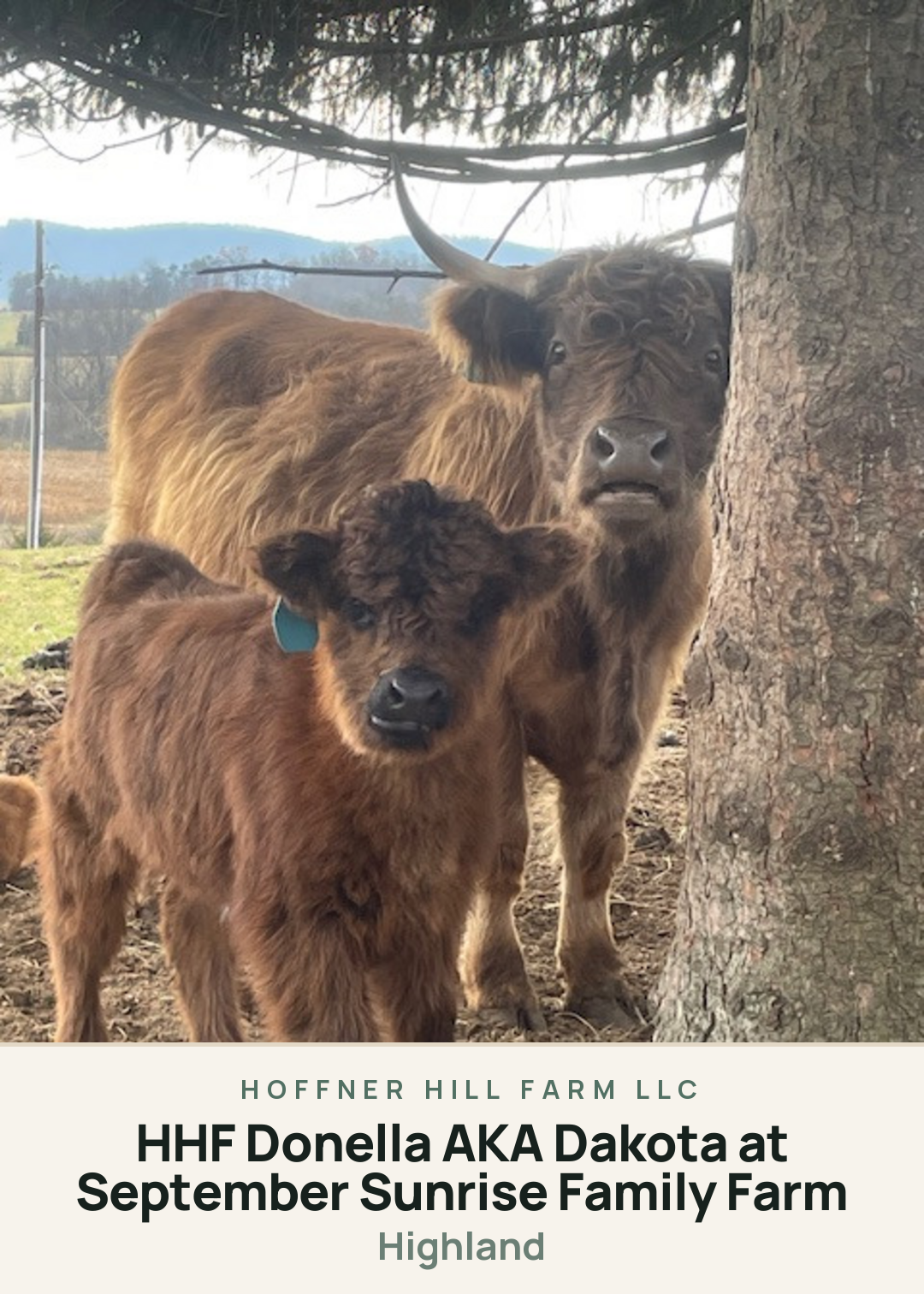 HHF Donella AKA Dakota at September Sunrise Family Farm Creature Card