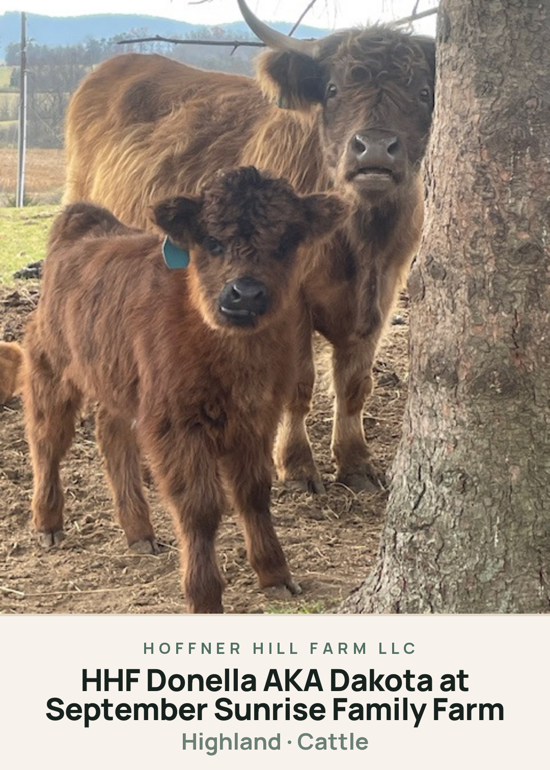 HHF Donella AKA Dakota at September Sunrise Family Farm Creature Card