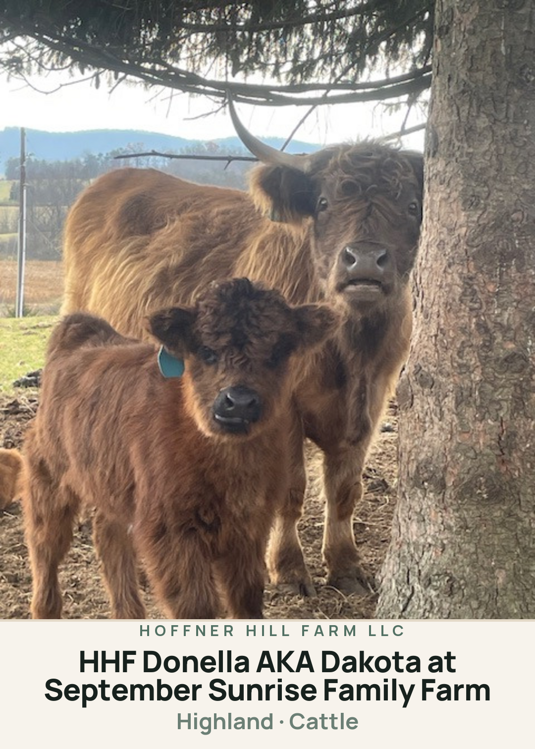 HHF Donella AKA Dakota at September Sunrise Family Farm Creature Card