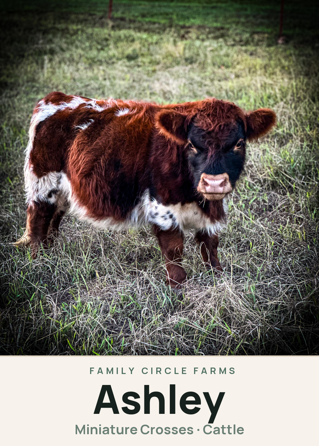 Ashley Creature Card