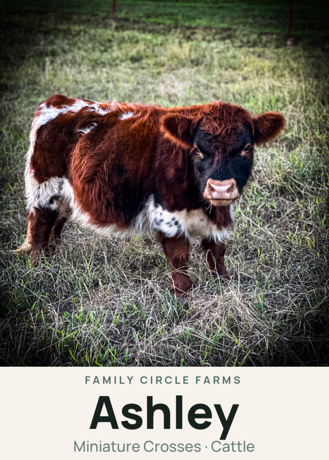 Ashley Creature Card