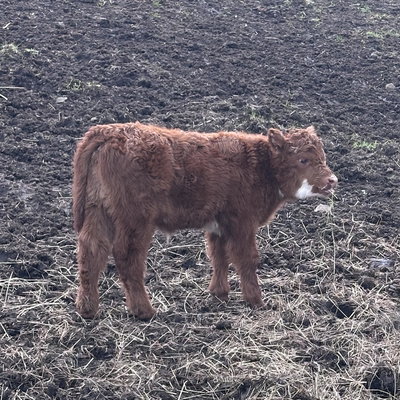 Meadow profile picture